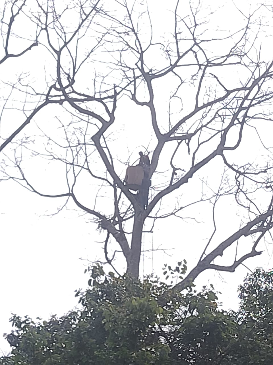 जयन्तीमा धनेस पक्षीको लागि अग्लो रुखमा कृत्रिम गुँड निर्माण