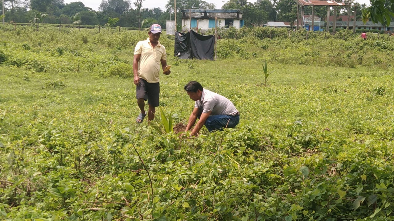 गुम्बा कमिटीद्वारा वृक्षारोपण