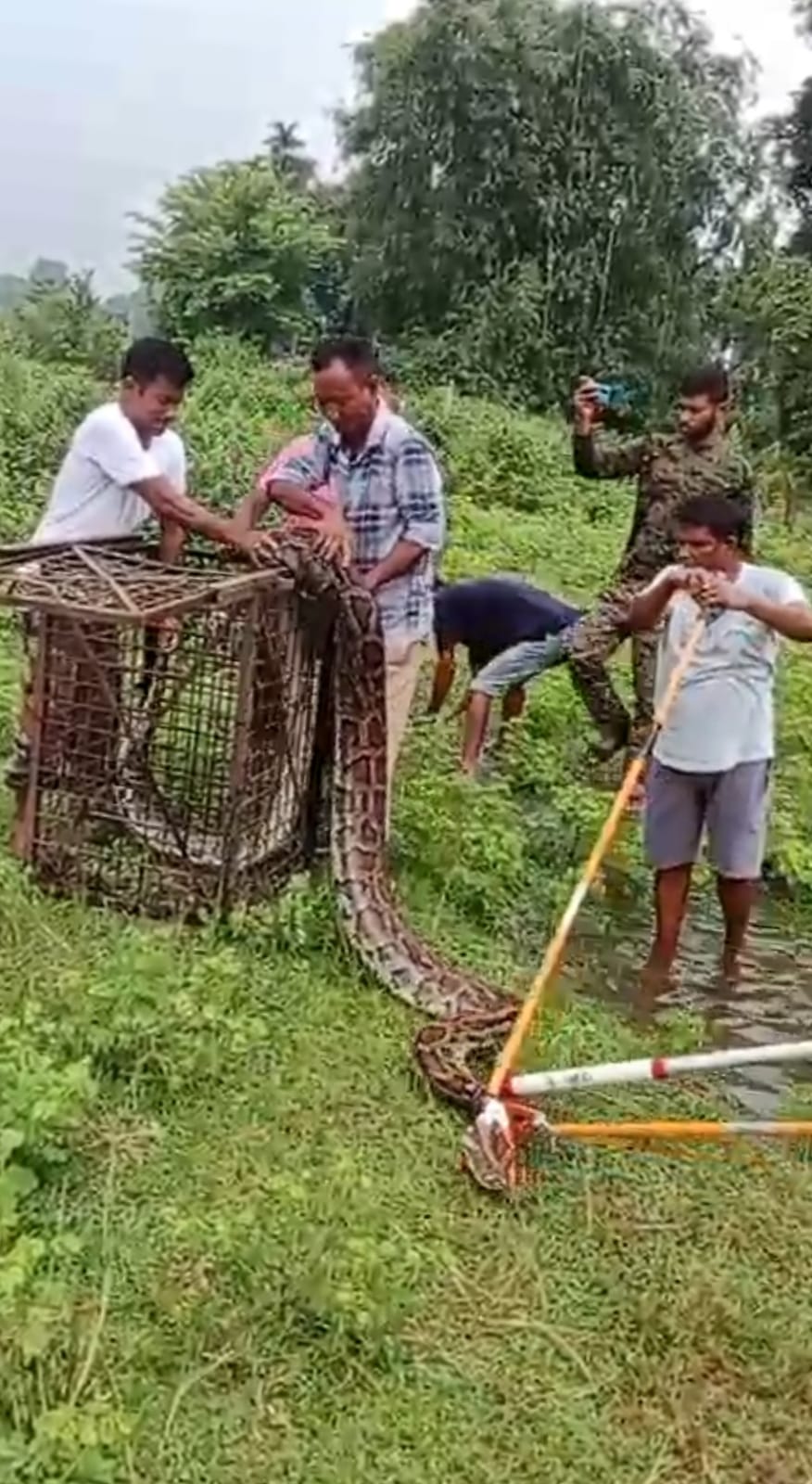 १६ फूट लामो अजिङ्गर उद्धार