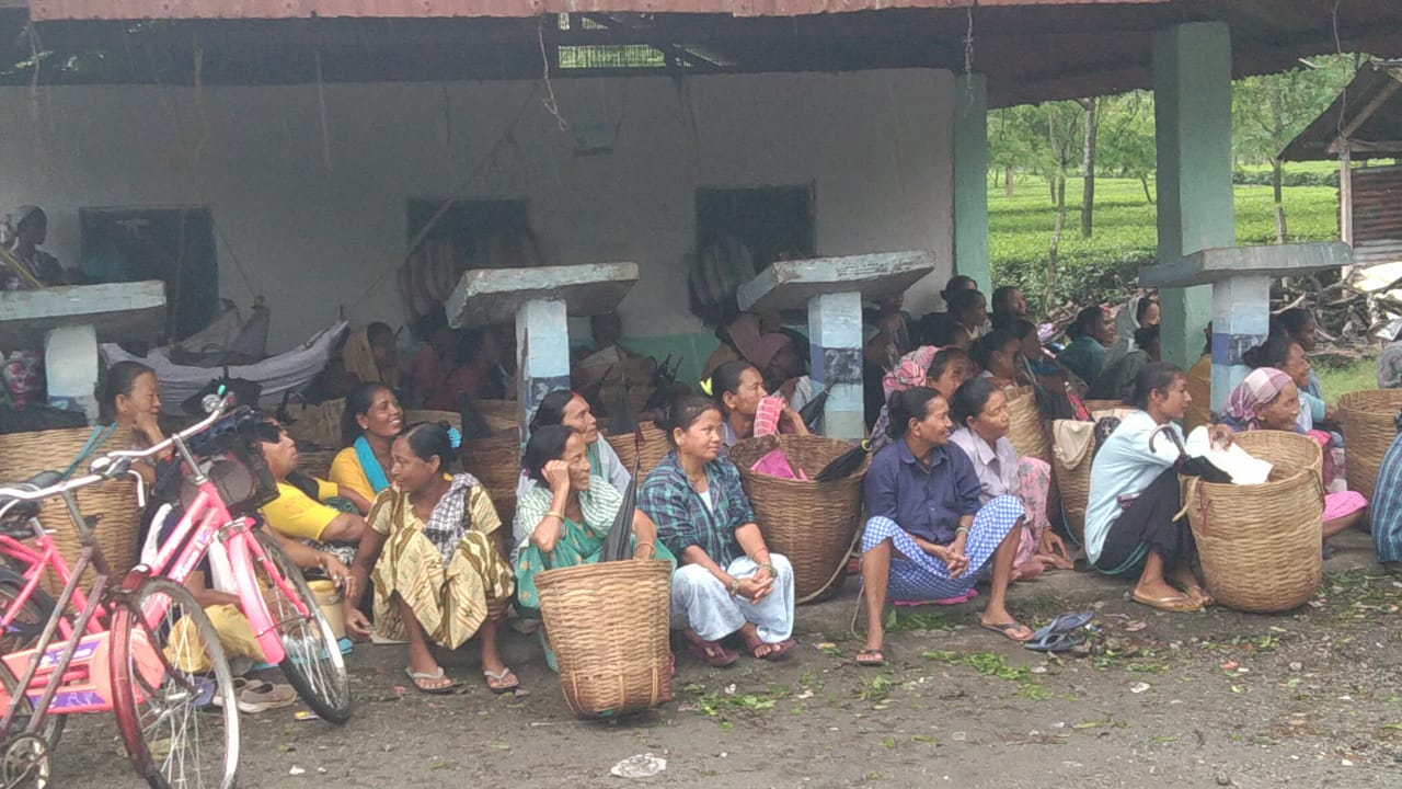 बोनस दरले असन्तुष्ट चिया श्रमिकहरू