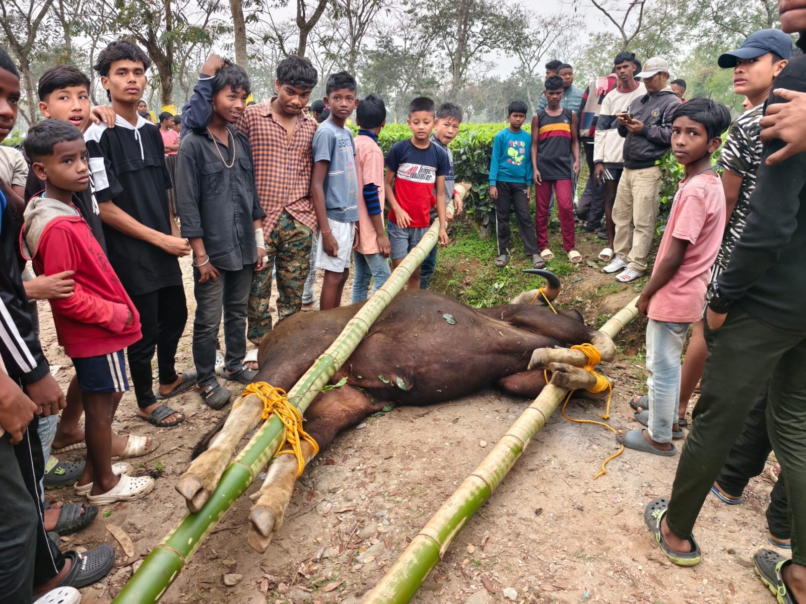 बाइसनको शव उद्धार